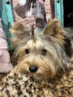CISCO❣️, a male Yorkshire Terrier for sale in Dallas, TX – Photo 1 of 7