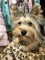 CISCO❣️, a male Yorkshire Terrier for sale in Dallas, TX – Photo 5 of 7