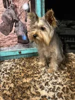 CISCO❣️, a male Yorkshire Terrier for sale in Dallas, TX – Photo 6 of 7