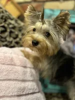 CISCO❣️, a male Yorkshire Terrier for sale in Dallas, TX – Photo 2 of 7