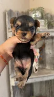 RORY, a female Yorkshire Terrier for sale in Dallas, TX – 2 of 4