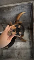 RORY, a female Yorkshire Terrier for sale in Dallas, TX – 3 of 4