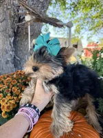 BLANCHE, a female Yorkshire Terrier for sale in Dallas, TX – Photo 2 of 10