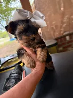 BLANCHE, a female Yorkshire Terrier for sale in Dallas, TX – Photo 4 of 10