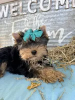 BLANCHE, a female Yorkshire Terrier for sale in Dallas, TX – Photo 1 of 10