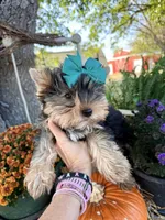 BLANCHE, a female Yorkshire Terrier for sale in Dallas, TX – Photo 10 of 10