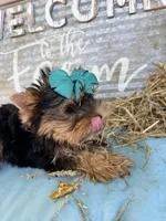 BLANCHE, a female Yorkshire Terrier for sale in Dallas, TX – Photo 9 of 10