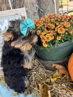 BLANCHE, a female Yorkshire Terrier for sale in Dallas, TX – Photo 8 of 10