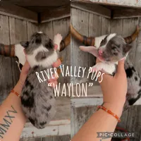 WAYLON, a male Yorkshire Terrier for sale in Dallas, TX – 1 of 5