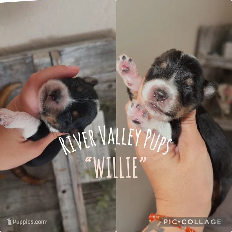 WILLIE – Yorkshire Terrier puppy for sale in Dallas, TX