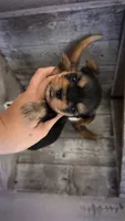 RORY, a female Yorkshire Terrier for sale in Dallas, TX – 4 of 4