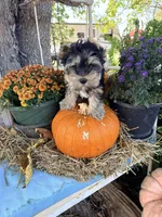 BENTLEY, a male Yorkshire Terrier for sale in Dallas, TX – Photo 1 of 9