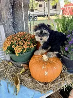 BENTLEY, a male Yorkshire Terrier for sale in Dallas, TX – Photo 3 of 9