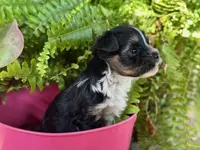 ROXY ROO!, a female Yorkshire Terrier for sale in Dallas, TX – Photo 4 of 7