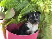 ROXY ROO!, a female Yorkshire Terrier for sale in Dallas, TX – Photo 6 of 7