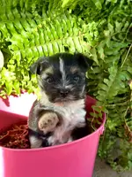 ROXY ROO!, a female Yorkshire Terrier for sale in Dallas, TX – Photo 7 of 7