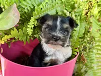 ROXY ROO!, a female Yorkshire Terrier for sale in Dallas, TX – Photo 1 of 7