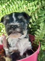 ROXY ROO!, a female Yorkshire Terrier for sale in Dallas, TX – Photo 5 of 7