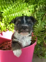 ROXY ROO!, a female Yorkshire Terrier for sale in Dallas, TX – Photo 2 of 7