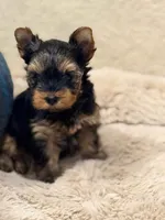 WILD WEST ARI❣️, a female Yorkshire Terrier for sale in Dallas, TX – Photo 1 of 8