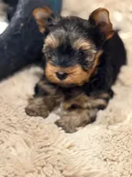 WILD WEST ARI❣️, a female Yorkshire Terrier for sale in Dallas, TX – Photo 2 of 8