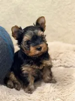WILD WEST ARI❣️, a female Yorkshire Terrier for sale in Dallas, TX – Photo 6 of 8