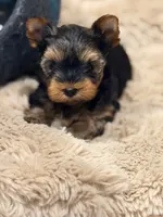 WILD WEST ARI❣️, a female Yorkshire Terrier for sale in Dallas, TX – Photo 4 of 8