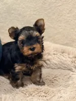 WILD WEST ARI❣️, a female Yorkshire Terrier for sale in Dallas, TX – Photo 5 of 8