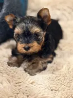 WILD WEST ARI❣️, a female Yorkshire Terrier for sale in Dallas, TX – Photo 7 of 8