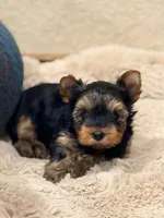 WILD WEST ARI❣️, a female Yorkshire Terrier for sale in Dallas, TX – Photo 8 of 8