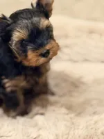 WILD WEST ARI❣️, a female Yorkshire Terrier for sale in Dallas, TX – Photo 3 of 8