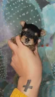 SOOKIE, a female Yorkshire Terrier for sale in Dallas, TX – 4 of 4