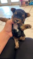 LAURALIE, a female Yorkshire Terrier for sale in Dallas, TX – 4 of 5