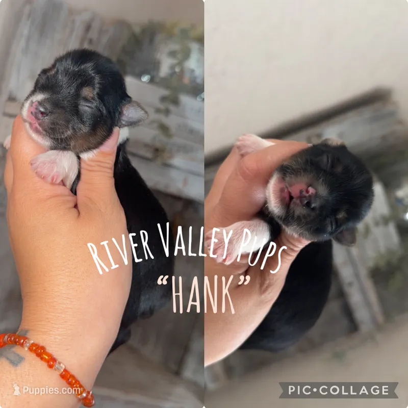 HANK – Yorkshire Terrier puppy for sale in Dallas, TX