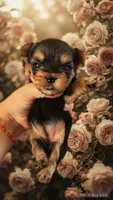 RORY, a female Yorkshire Terrier for sale in Dallas, TX – 1 of 4