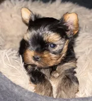 WILD WEST OPIE❣️, a male Yorkshire Terrier for sale in Dallas, TX – Photo 2 of 2