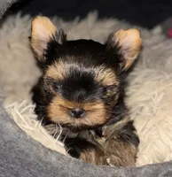 WILD WEST OPIE❣️, a male Yorkshire Terrier for sale in Dallas, TX – Photo 1 of 2