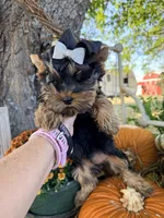 BLAIR, a female Yorkshire Terrier for sale in Dallas, TX – Photo 1 of 9