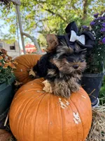 BLAIR, a female Yorkshire Terrier for sale in Dallas, TX – Photo 2 of 9