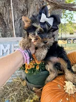 BLAIR, a female Yorkshire Terrier for sale in Dallas, TX – Photo 9 of 9