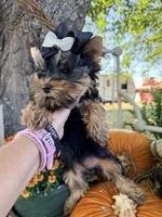BLAIR, a female Yorkshire Terrier for sale in Dallas, TX – Photo 8 of 9