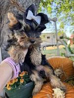 BLAIR, a female Yorkshire Terrier for sale in Dallas, TX – Photo 7 of 9