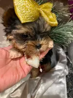 HOLLYWOOD, a female Yorkshire Terrier for sale in Dallas, TX – Photo 2 of 3