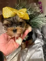 HOLLYWOOD, a female Yorkshire Terrier for sale in Dallas, TX – Photo 3 of 3