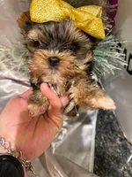 HOLLYWOOD, a female Yorkshire Terrier for sale in Dallas, TX – Photo 1 of 3