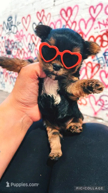 LAURALIE – Yorkshire Terrier puppy for sale in Dallas, TX