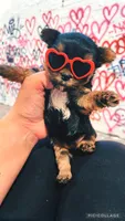 LAURALIE, a female Yorkshire Terrier for sale in Dallas, TX – 1 of 5