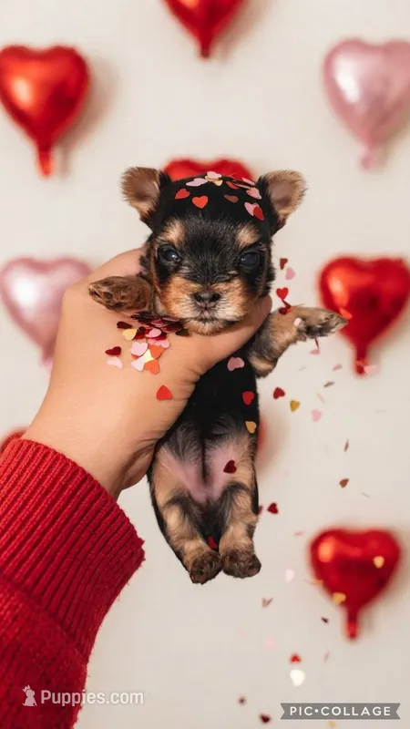 SOOKIE – Yorkshire Terrier puppy for sale in Dallas, TX