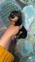 SOOKIE, a female Yorkshire Terrier for sale in Dallas, TX – 2 of 4