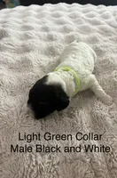 Light Grren, a male Sheepadoodle for sale in Colorado, CO – 1 of 1